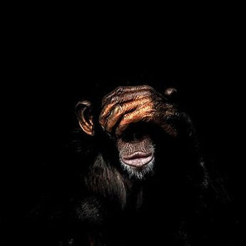  Abstract Monkey Wall Art Canvas
